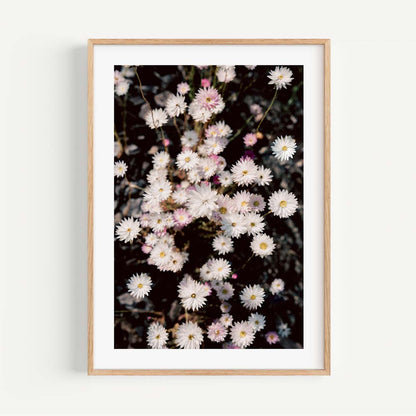 Elegant Floral Oil Painting of Paper Daisies for Stunning Home Decor