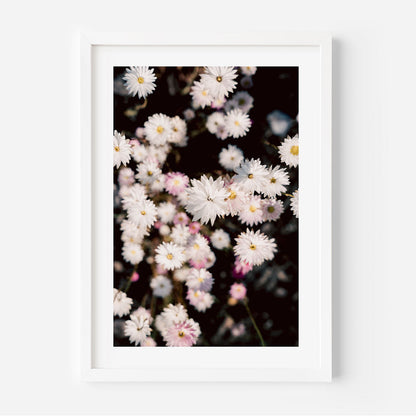 Charming White Daisy Floral Oil Painting for Elegant Home Decor