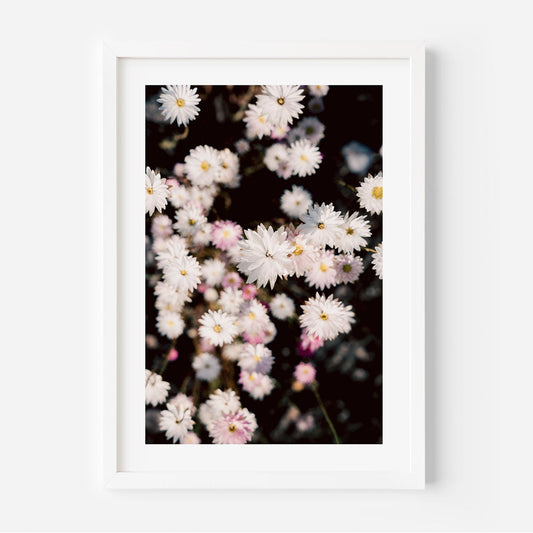 Charming White Daisy Floral Oil Painting for Elegant Home Decor