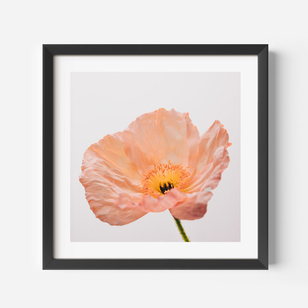 Delicate Peach Poppy Flower Oil Painting for Elegant Home Decor