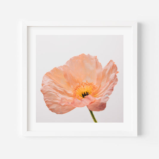 Delicate Peach Poppy Flower Oil Painting for Elegant Home Decor