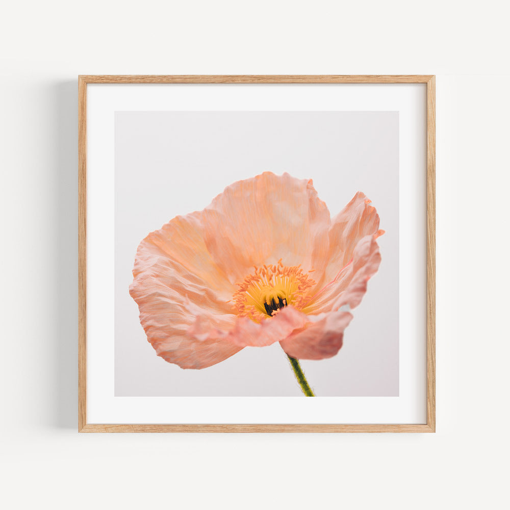 Delicate Peach Poppy Flower Oil Painting for Elegant Home Decor