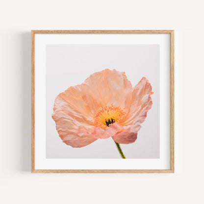 Delicate Peach Poppy Flower Oil Painting for Elegant Home Decor