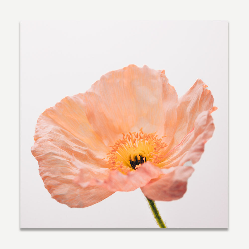 Delicate Peach Poppy Flower Oil Painting for Elegant Home Decor