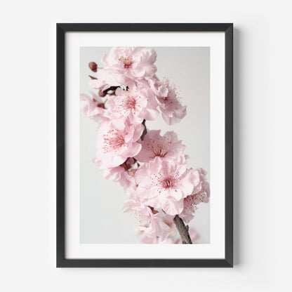 Blossoming Pink Cherry Flowers - Elegant Oil Painting for Home Decor