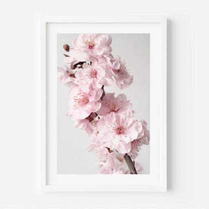 Blossoming Pink Cherry Flowers - Elegant Oil Painting for Home Decor