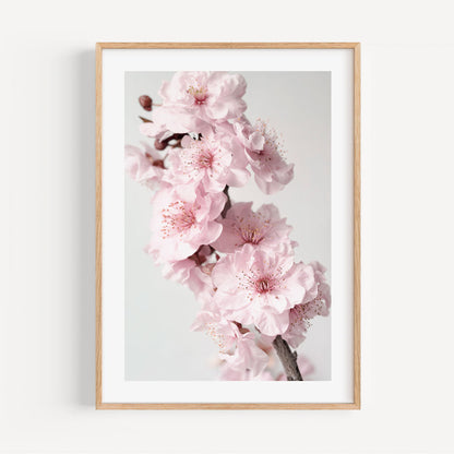 Blossoming Pink Cherry Flowers - Elegant Oil Painting for Home Decor