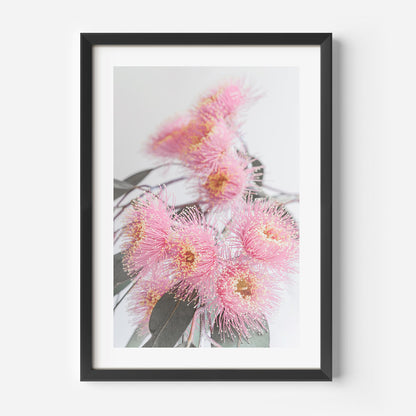 Vibrant Pink Eucalyptus Flowers in Bloom - Modern Botanical Oil Painting