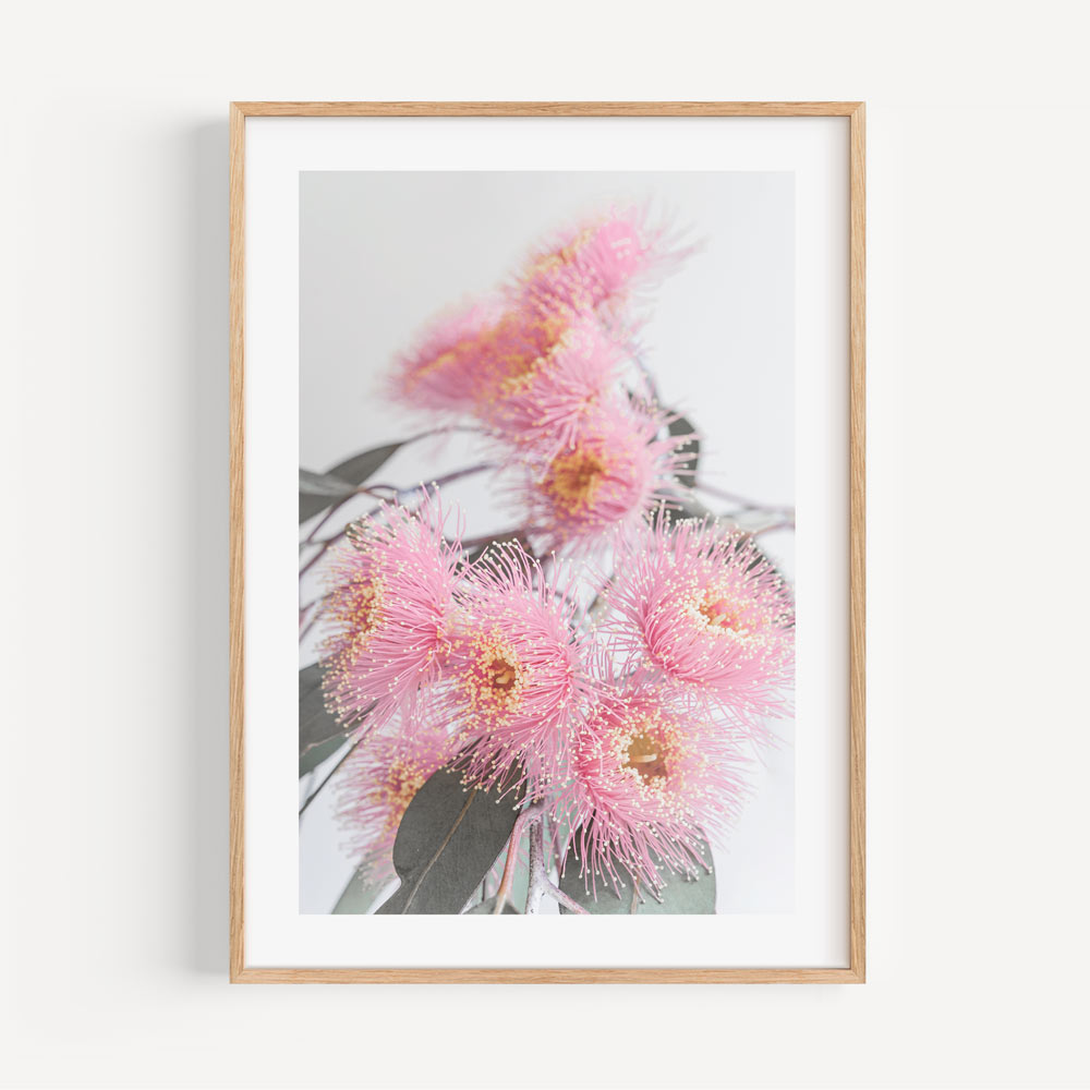 Vibrant Pink Eucalyptus Flowers in Bloom - Modern Botanical Oil Painting