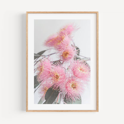 Vibrant Pink Eucalyptus Flowers in Bloom - Modern Botanical Oil Painting