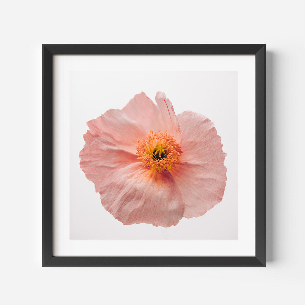 Delicate Pink Poppy Flower Oil Painting for Elegant Home Decor