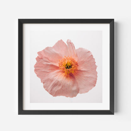 Delicate Pink Poppy Flower Oil Painting for Elegant Home Decor