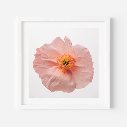 Delicate Pink Poppy Flower Oil Painting for Elegant Home Decor