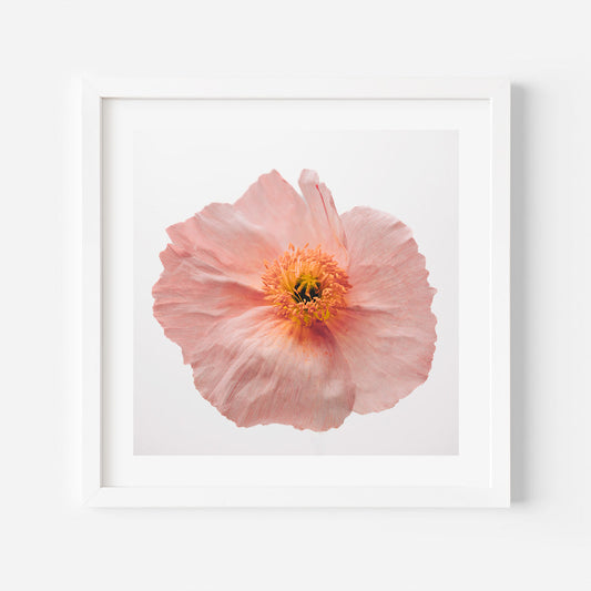 Delicate Pink Poppy Flower Oil Painting for Elegant Home Decor