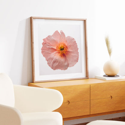 Delicate Pink Poppy Flower Oil Painting for Elegant Home Decor