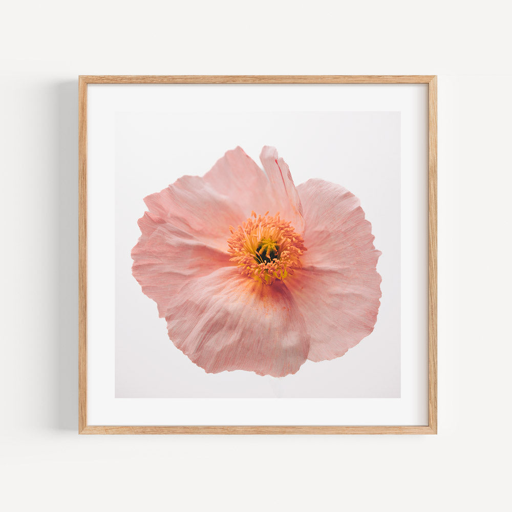 Delicate Pink Poppy Flower Oil Painting for Elegant Home Decor