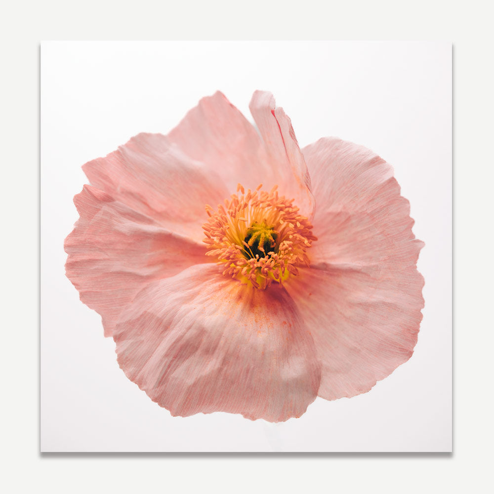 Delicate Pink Poppy Flower Oil Painting for Elegant Home Decor