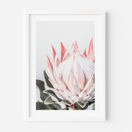 Stunning Queen Protea Oil Painting for Elegant Home Decor and Floral Art Lovers