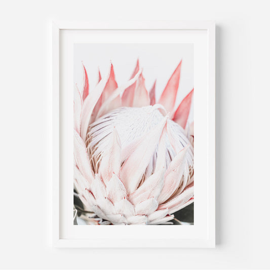 Elegant Queen Protea Oil Painting - Contemporary Floral Artwork for Home Decor