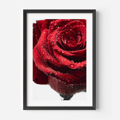 Vibrant Red Rose with Dew Drops - Stunning Floral Oil Painting for Home Decor