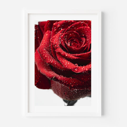 Vibrant Red Rose with Dew Drops - Stunning Floral Oil Painting for Home Decor