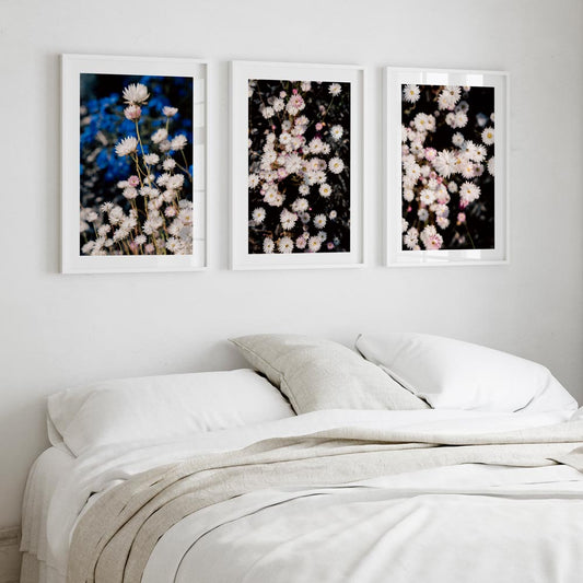 Charming Daisy Triptych - Everlasting Beauty in Floral Oil Paintings