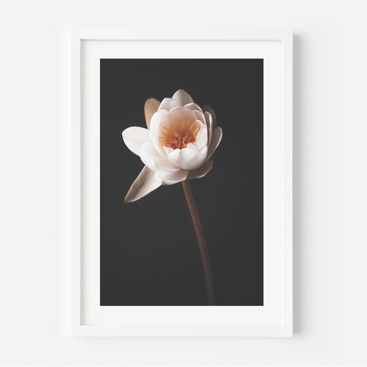 Elegant Water Lily Oil Painting on Black Background for Home Decor