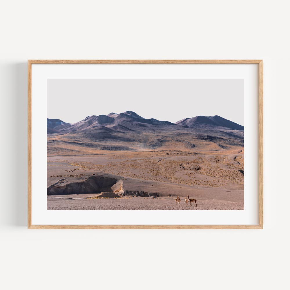 Stunning Vicuñas in Serene Mountain Landscape Oil Painting for Nature Lovers