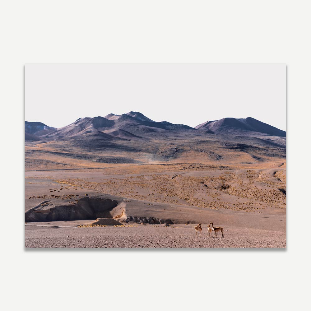 Stunning Vicuñas in Serene Mountain Landscape Oil Painting for Nature Lovers