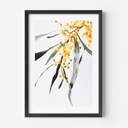 Vibrant Wattle Blossoms in Oil – Bright Yellow Floral Art for Home Decor