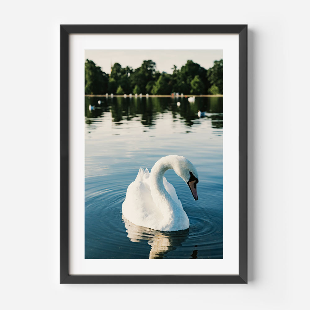 Serene White Swan Swimming in Tranquil Waters - Elegant Oil Painting for Home Decor