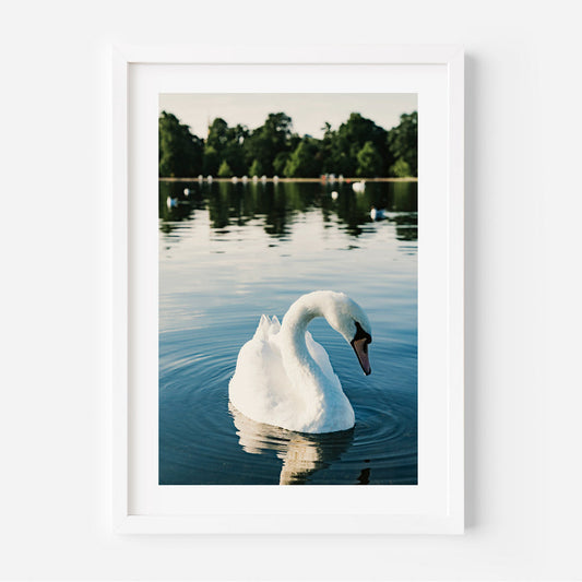 Serene White Swan Swimming in Tranquil Waters - Elegant Oil Painting for Home Decor