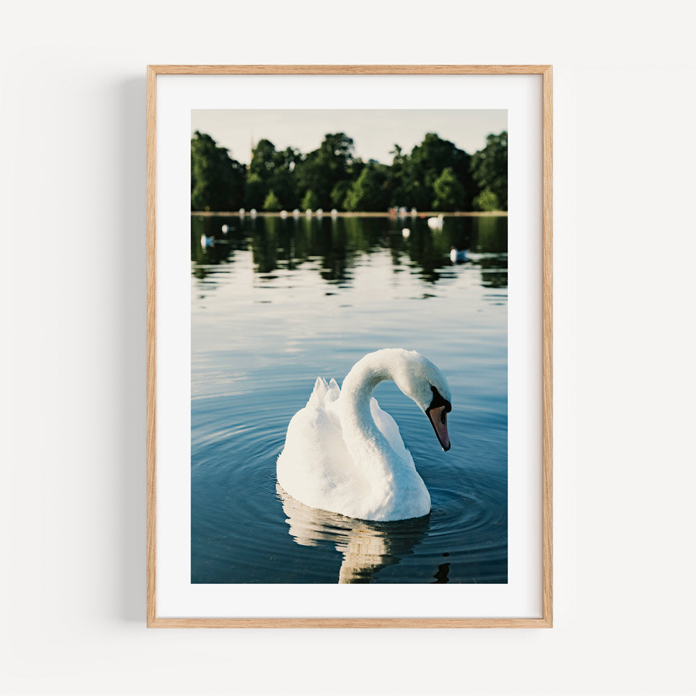 Serene White Swan Swimming in Tranquil Waters - Elegant Oil Painting for Home Decor