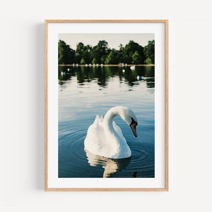 Serene White Swan Swimming in Tranquil Waters - Elegant Oil Painting for Home Decor