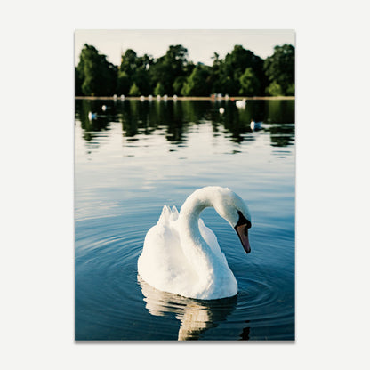 Serene White Swan Swimming in Tranquil Waters - Elegant Oil Painting for Home Decor