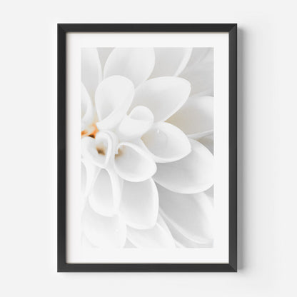Elegant White Dahlia Oil Painting for Home Décor and Floral Art Enthusiasts