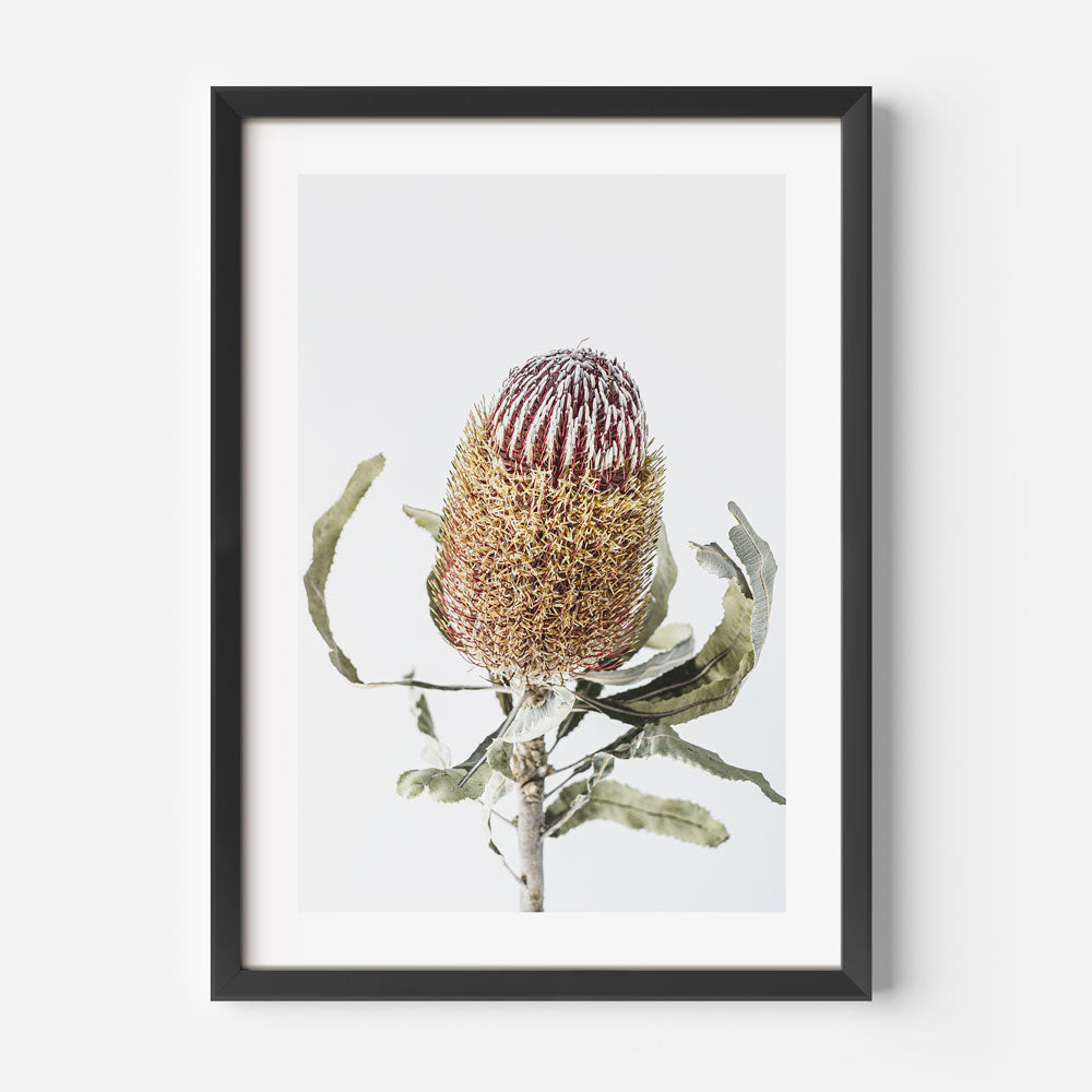 Vibrant Banksia Flower Oil Painting for Home Decor and Nature Lovers