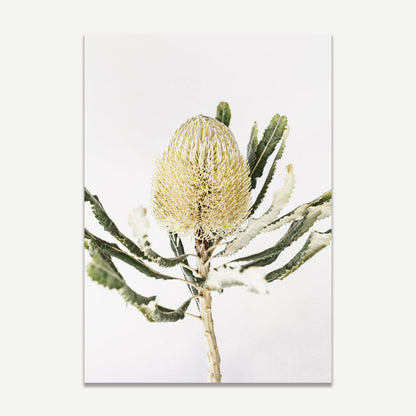 Elegant Banksia Flower Oil Painting for Nature-Inspired Home Decor