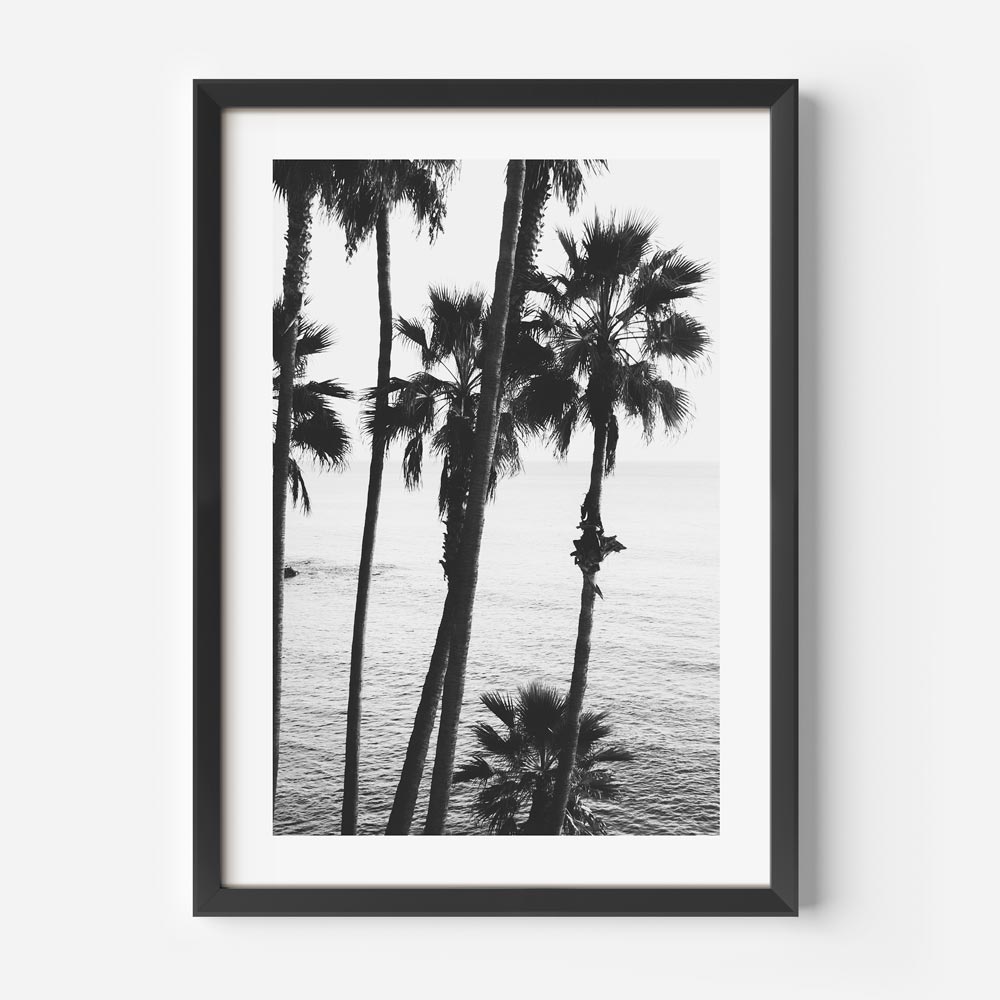 Black and White Coastal Serenity at Laguna Beach with Palm Trees