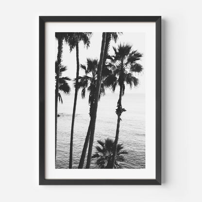 Black and White Coastal Serenity at Laguna Beach with Palm Trees