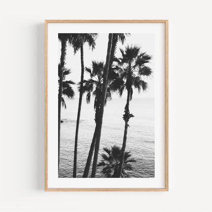 Black and White Coastal Serenity at Laguna Beach with Palm Trees