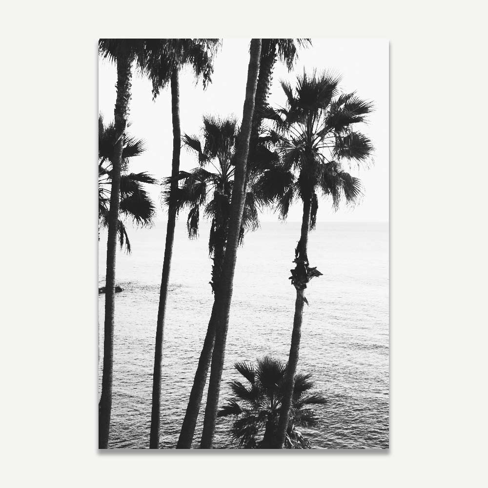 Black and White Coastal Serenity at Laguna Beach with Palm Trees