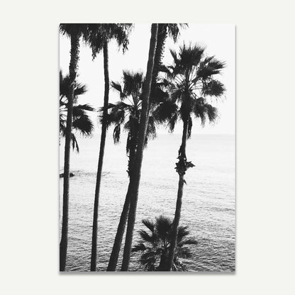 Black and White Coastal Serenity at Laguna Beach with Palm Trees