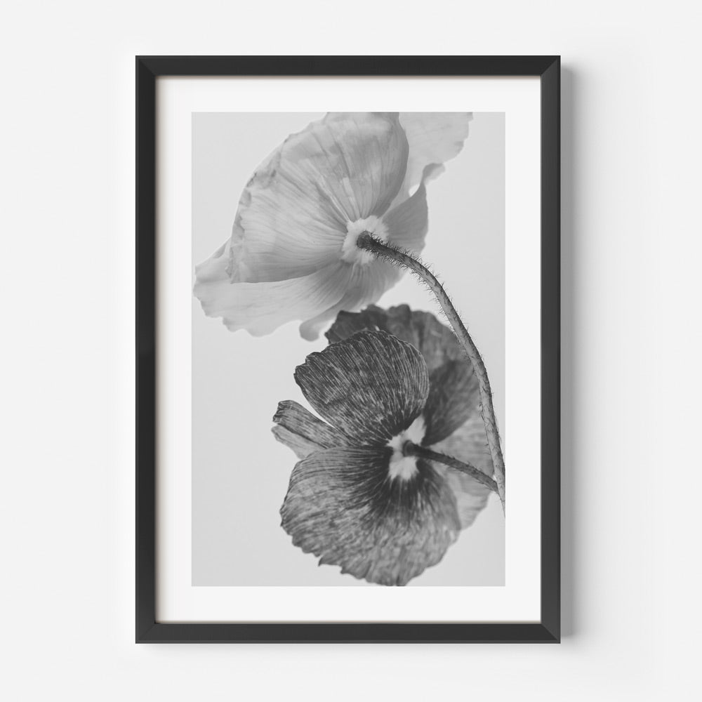 Elegant Black and White Poppy Floral Oil Painting for Home Decor