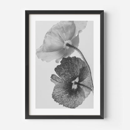Elegant Black and White Poppy Floral Oil Painting for Home Decor