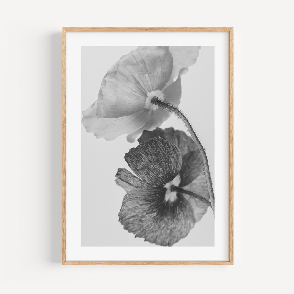 Elegant Black and White Poppy Floral Oil Painting for Home Decor