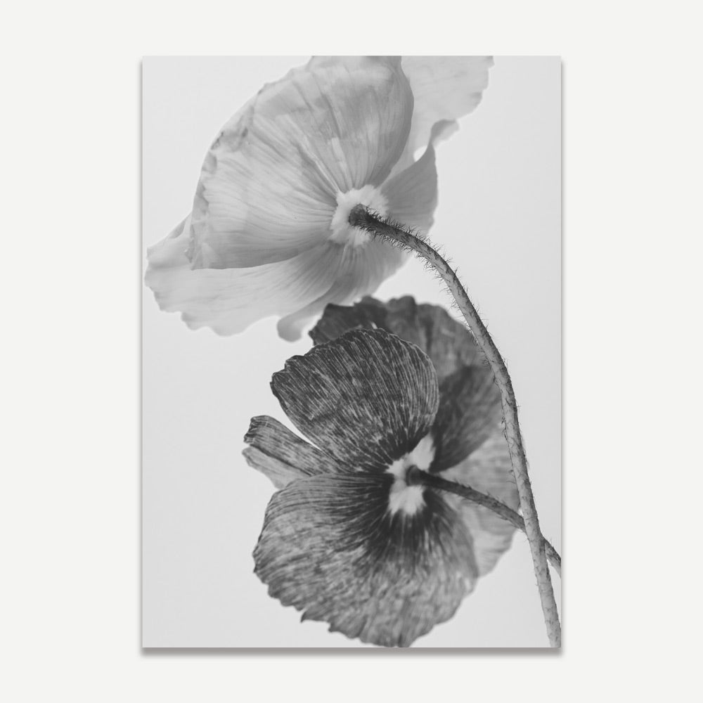 Elegant Black and White Poppy Floral Oil Painting for Home Decor