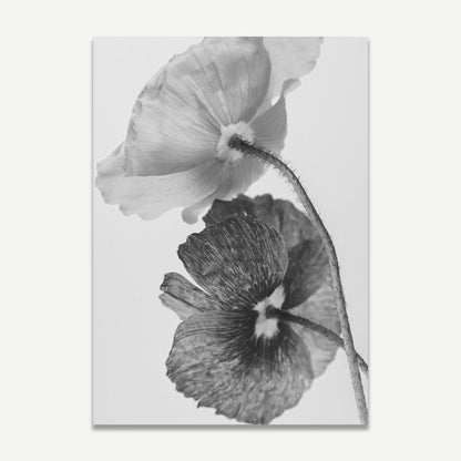 Elegant Black and White Poppy Floral Oil Painting for Home Decor