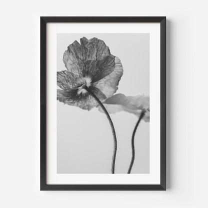 Elegant Black and White Poppies Floral Oil Painting for Modern Home Decor