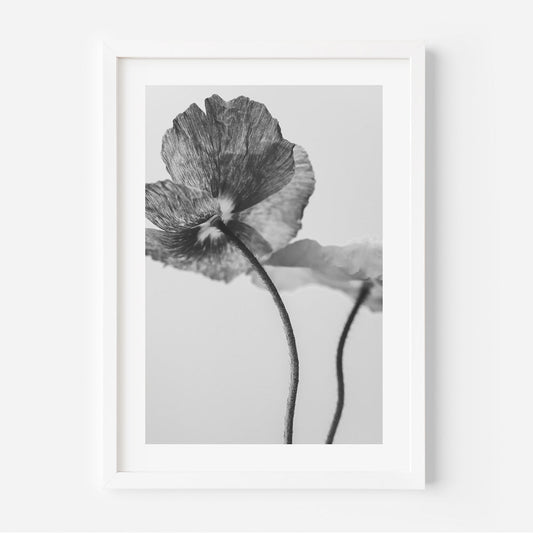 Elegant Black and White Poppies Floral Oil Painting for Modern Home Decor